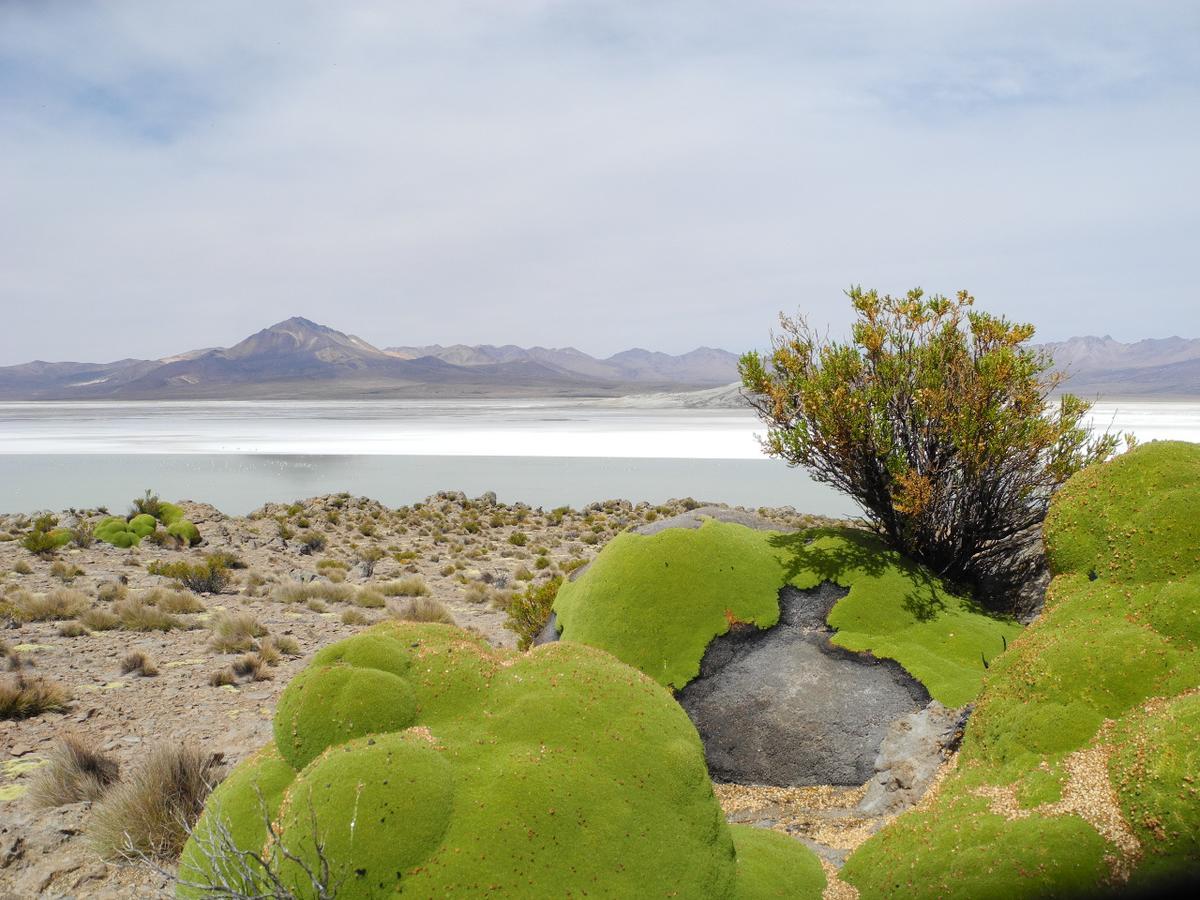 Hostal Vientos Del Altiplano Putre Esterno foto
