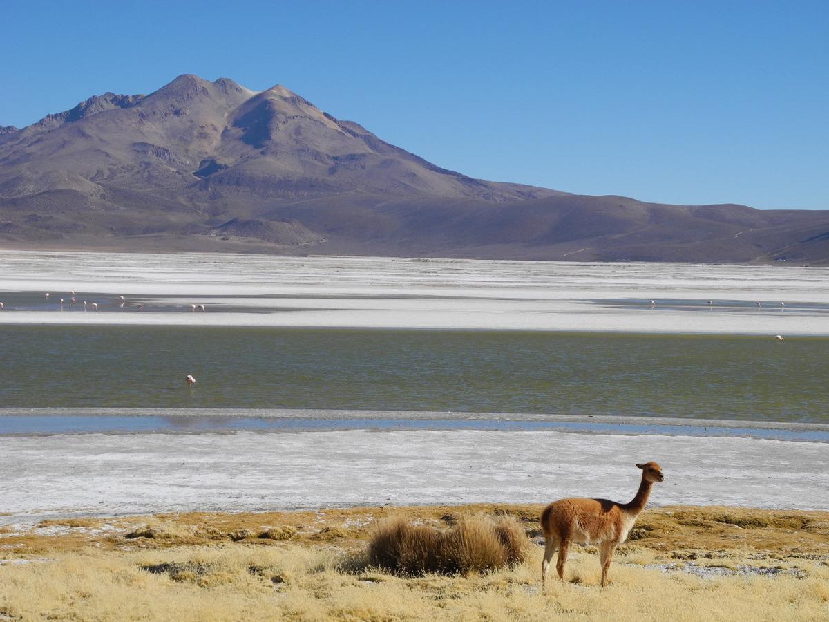 Hostal Vientos Del Altiplano Putre Esterno foto